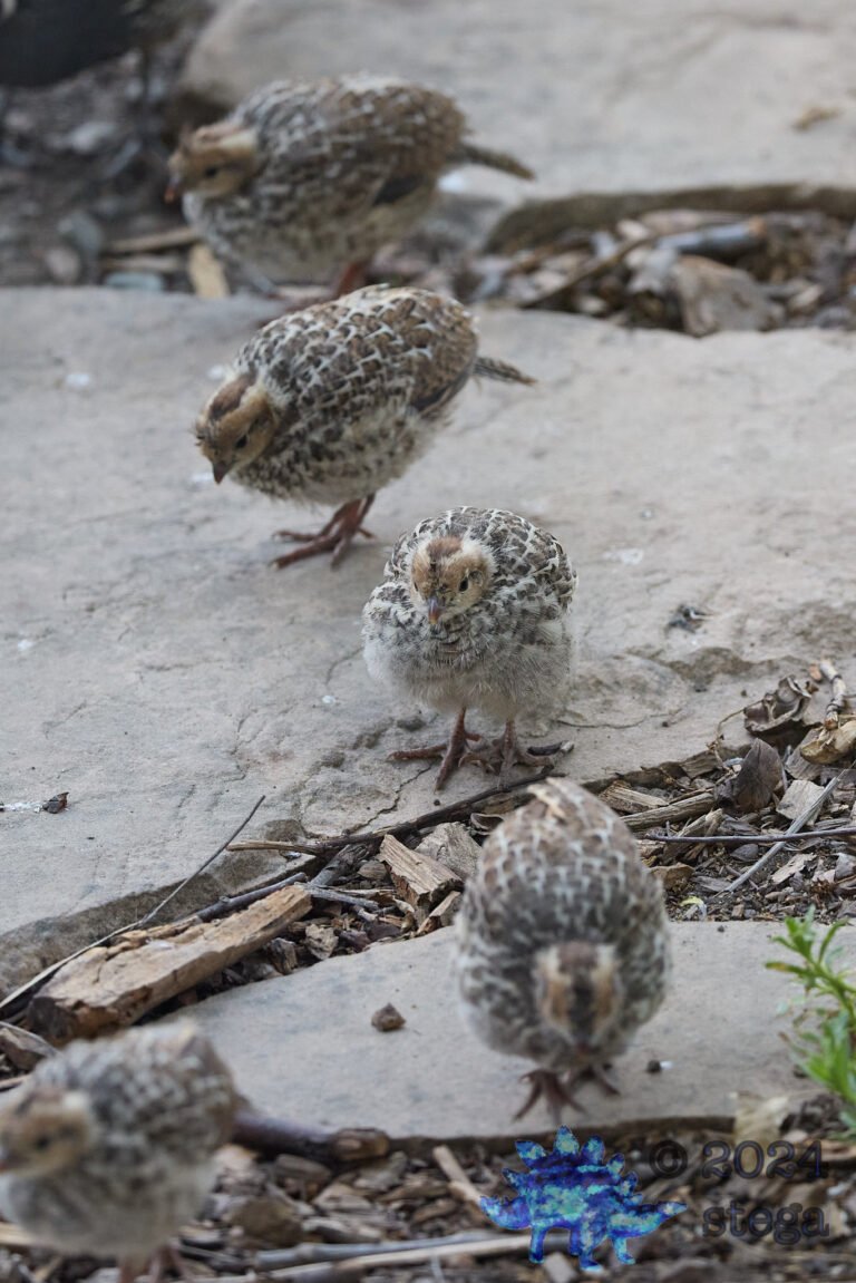 California Quail Week
