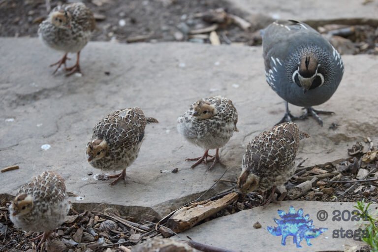 California Quail Week
