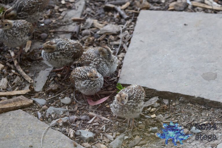 California Quail Week
