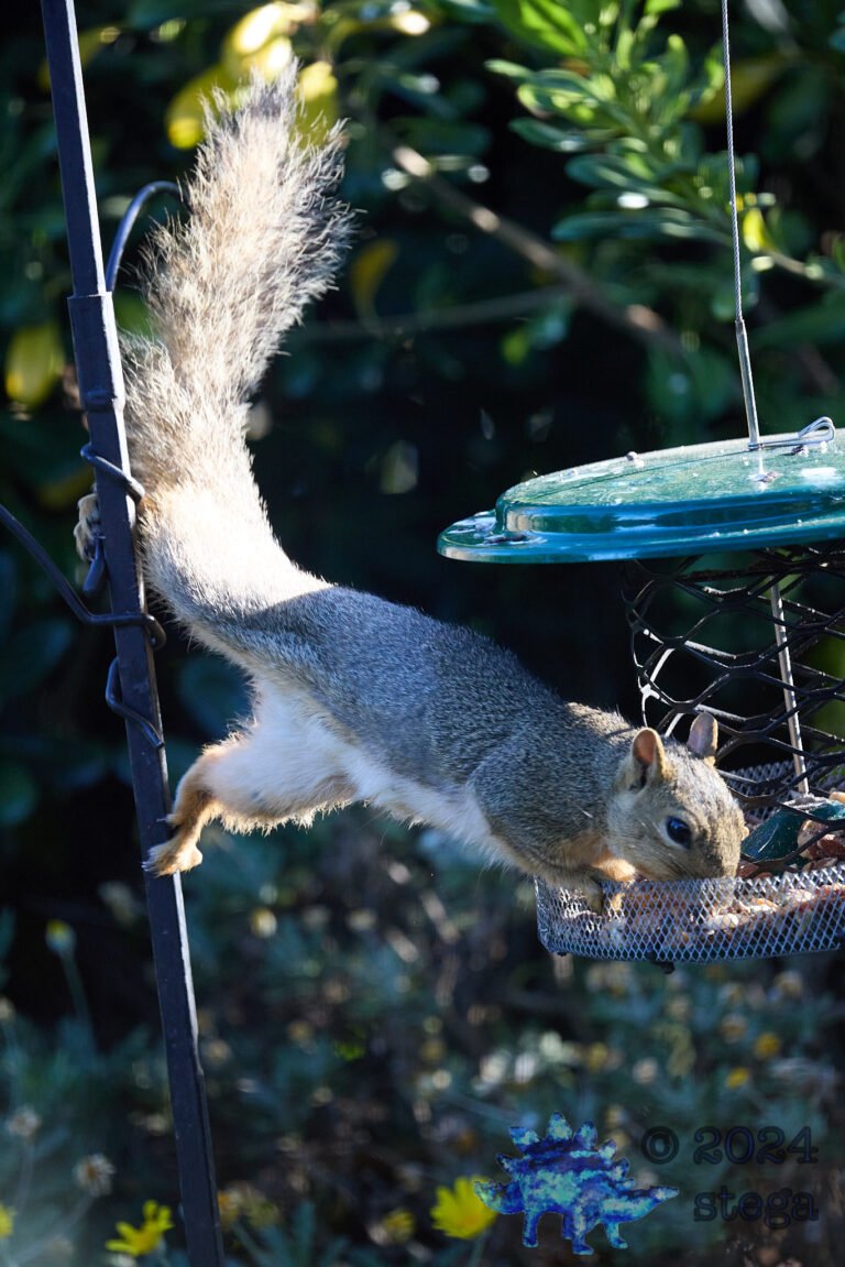 Fox Squirrel