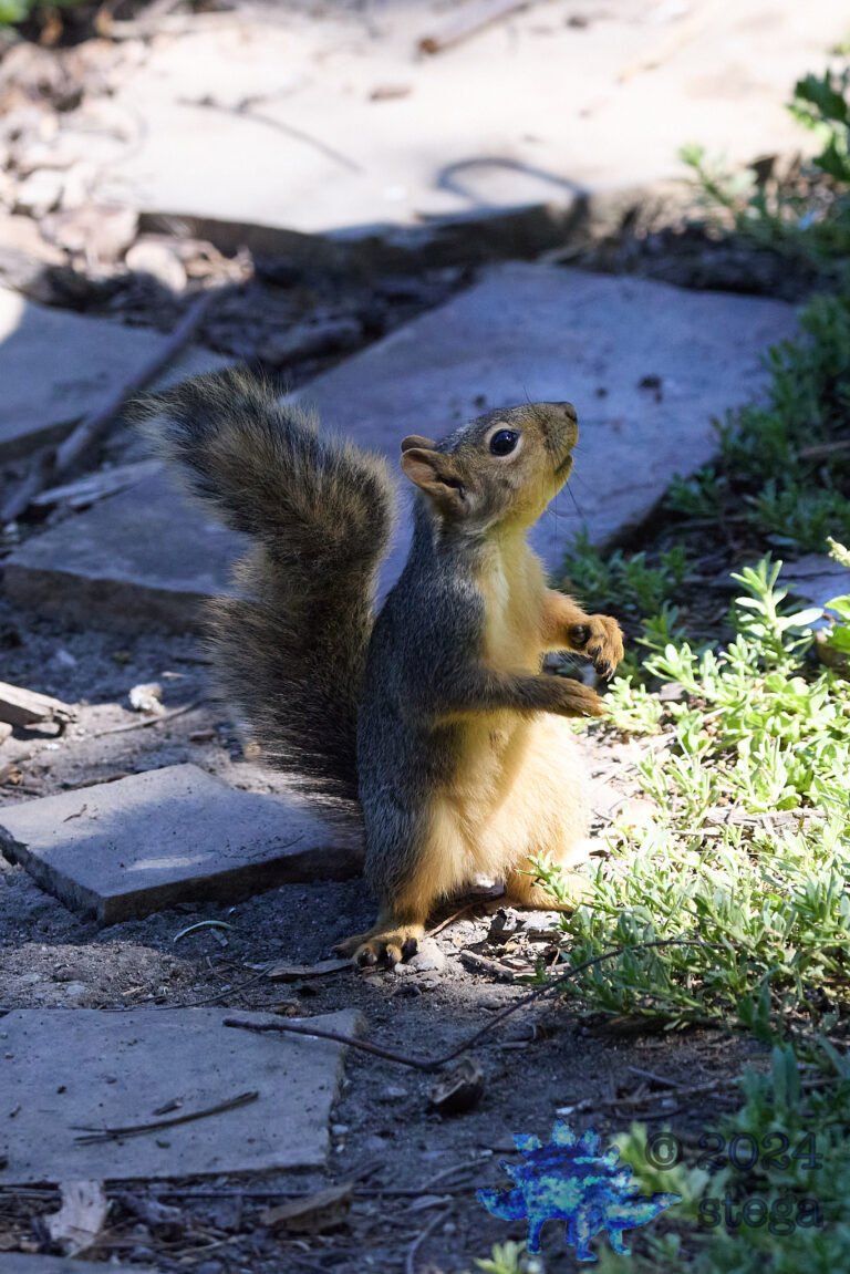Fox Squirrel