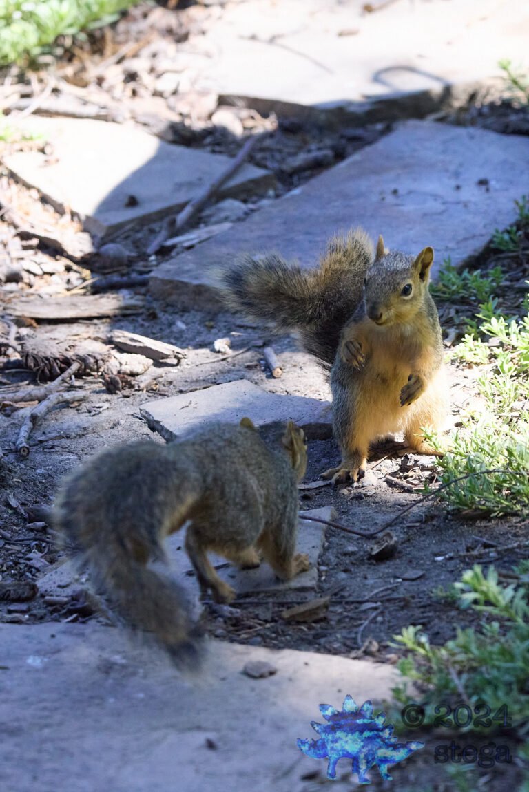 Fox Squirrel