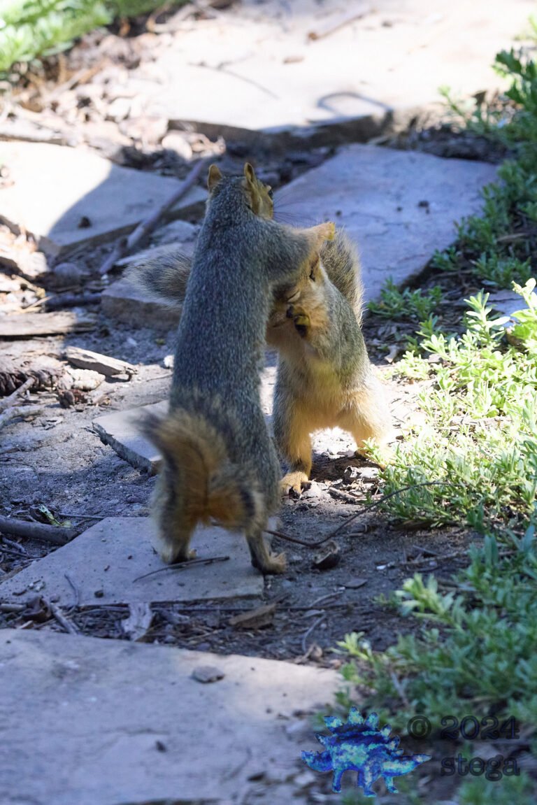 Fighting Fox Squirrel