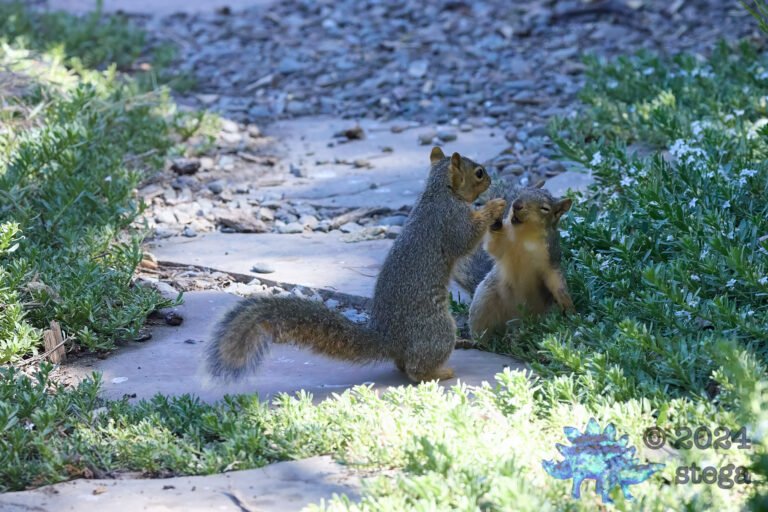 Fox Squirrel