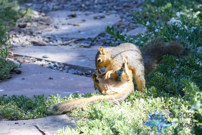 Fox Squirrel
