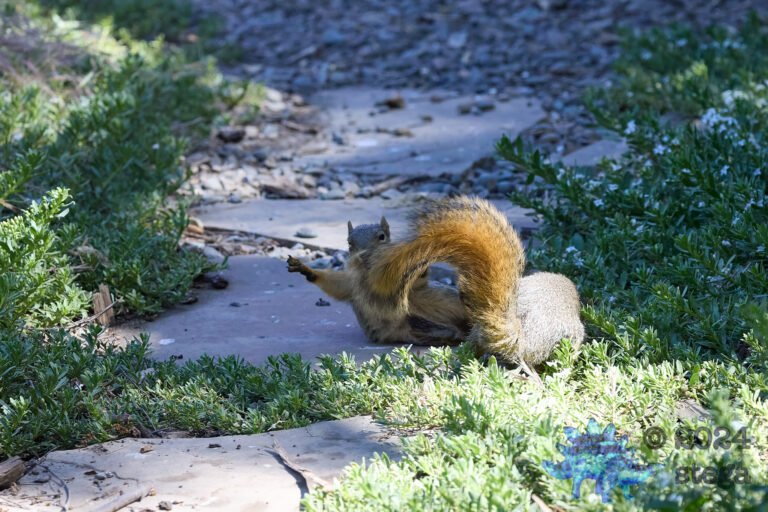Fox Squirrel