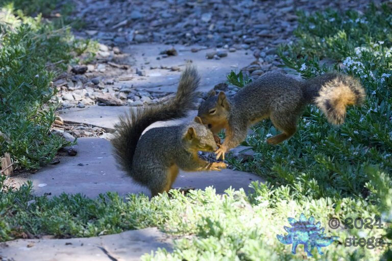 Fox Squirrel