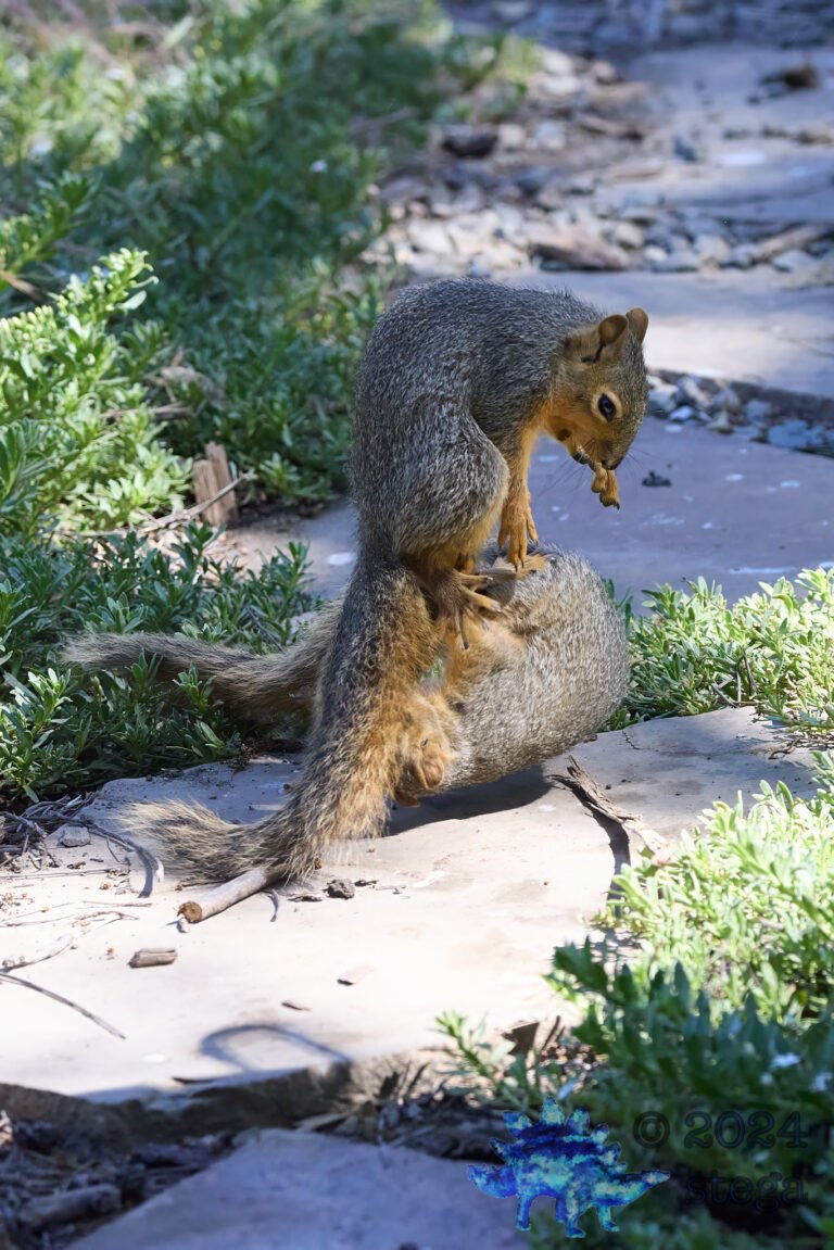 Fighting Fox Squirrel