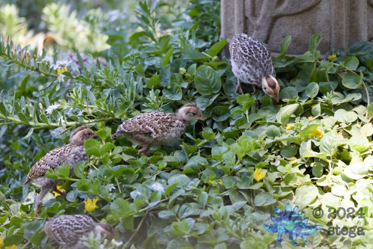 California Quail Week