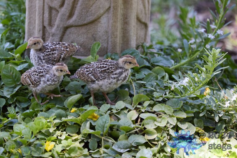 California Quail Week