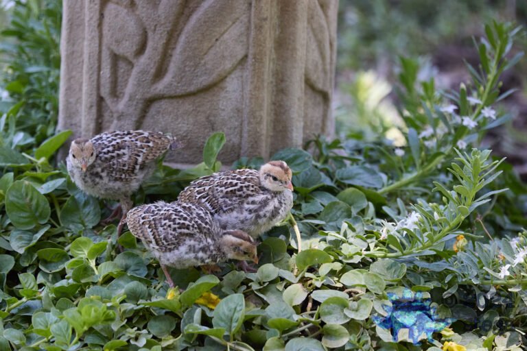 California Quail Week