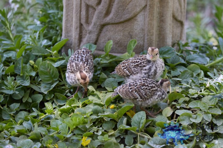 California Quail Week
