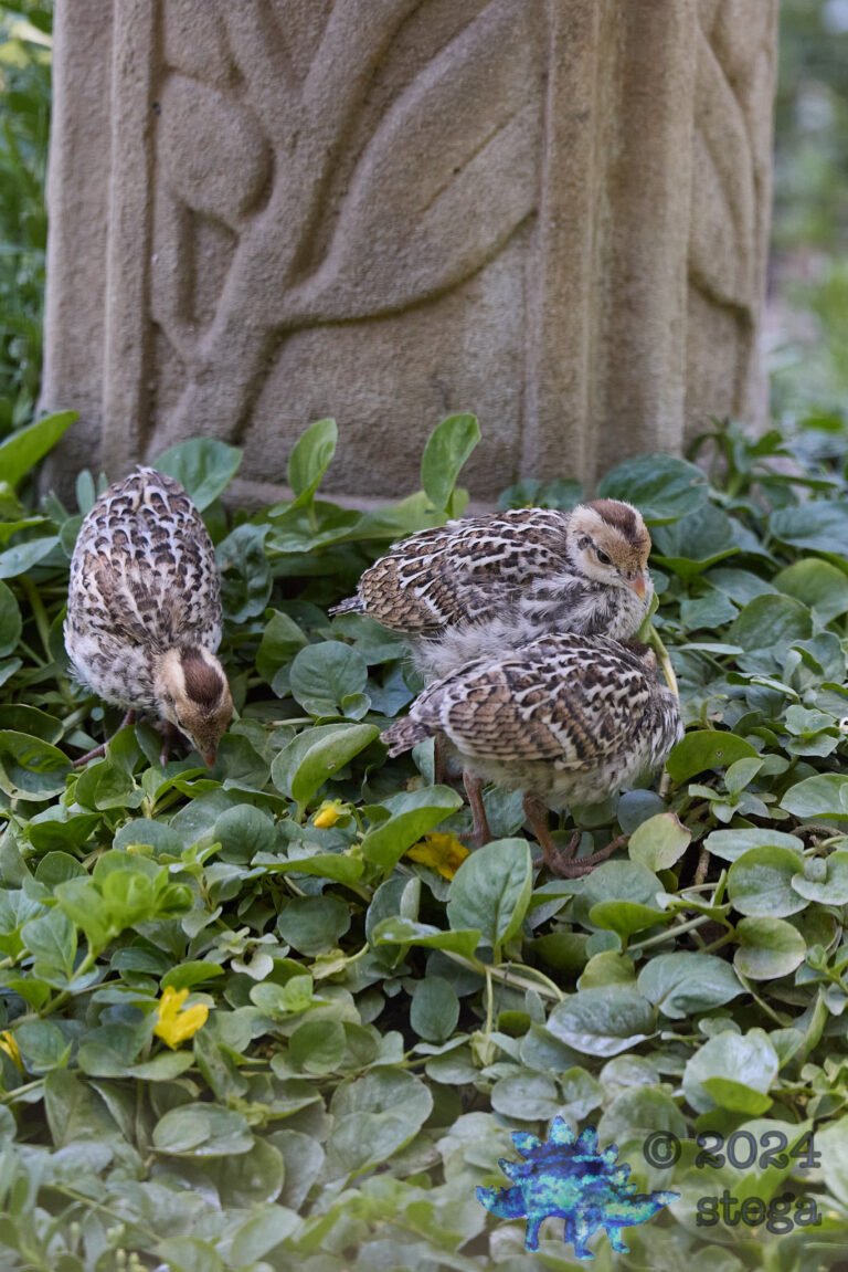 California Quail Week