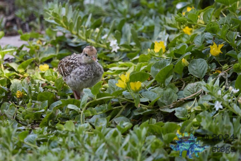 California Quail Week
