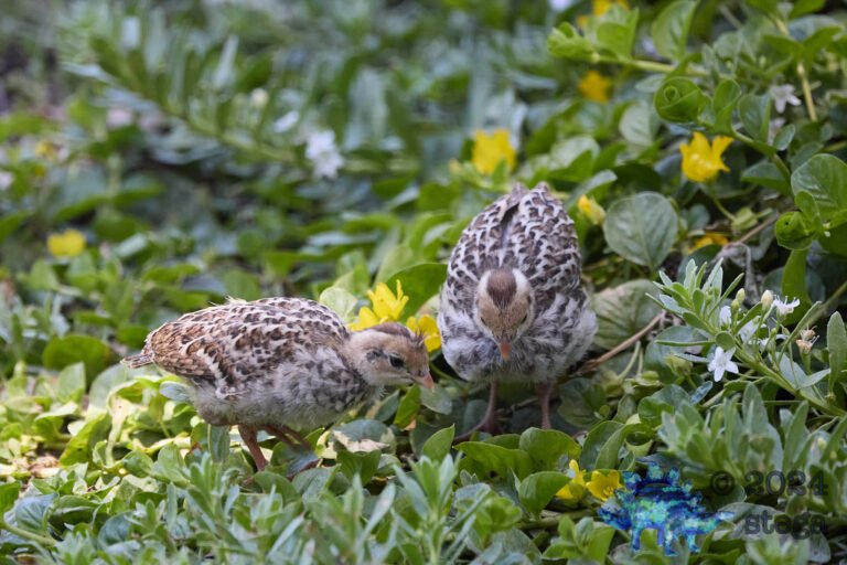 California Quail Week