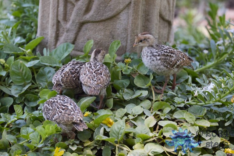 California Quail Week