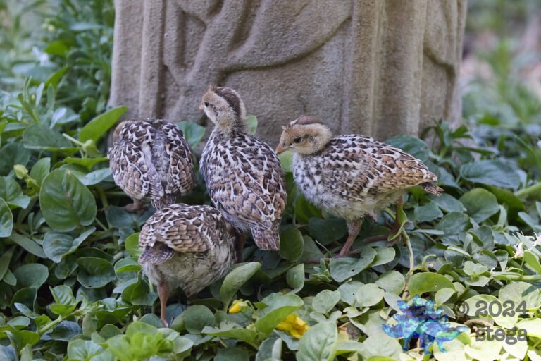 California Quail Week