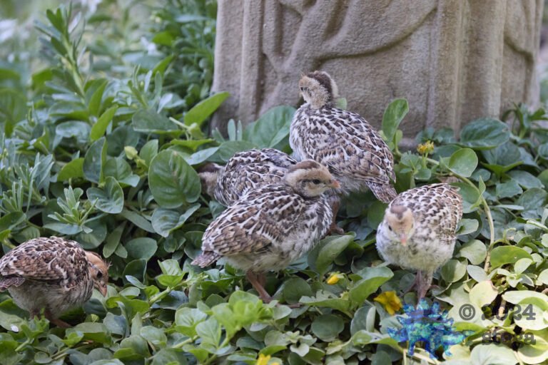 California Quail Week
