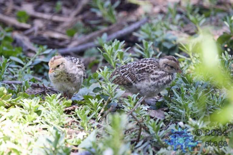California Quail Week