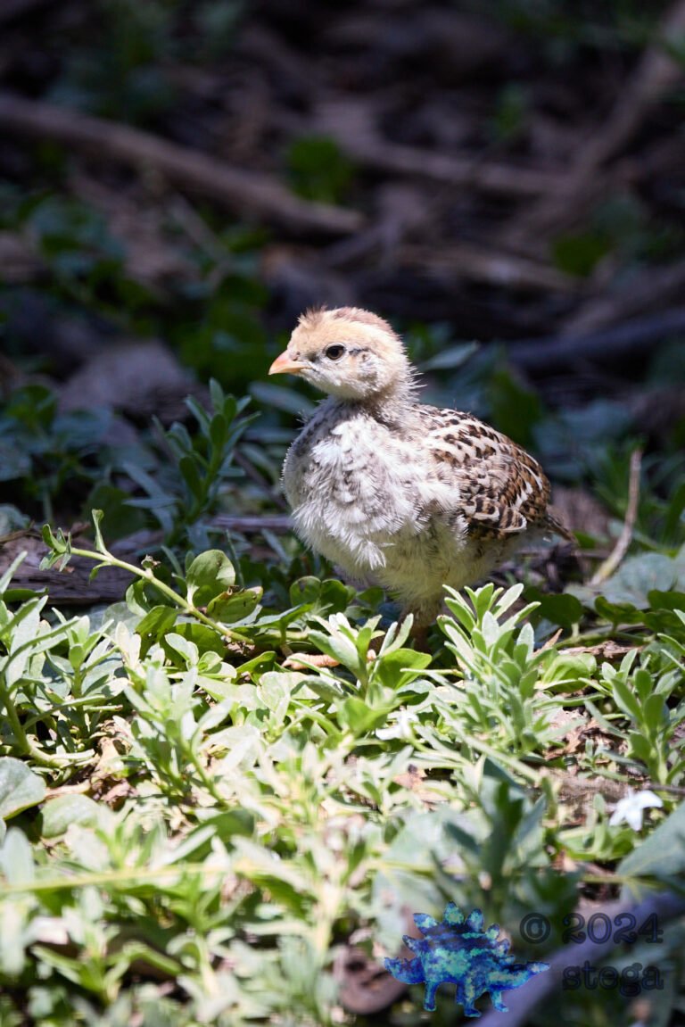 California Quail Week