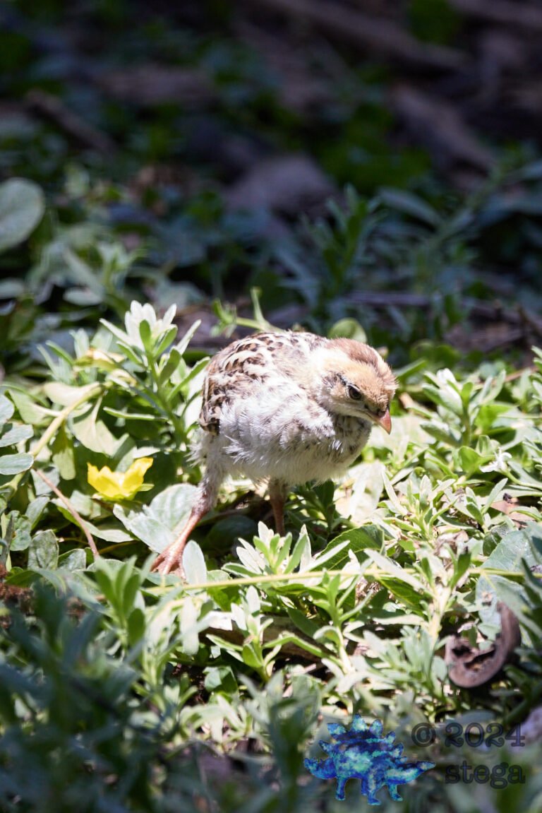 California Quail Week