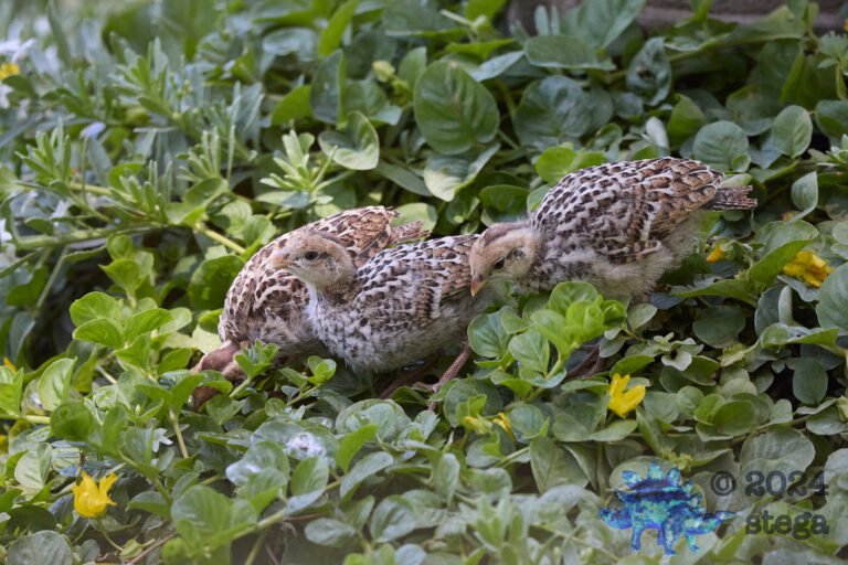 California Quail Week