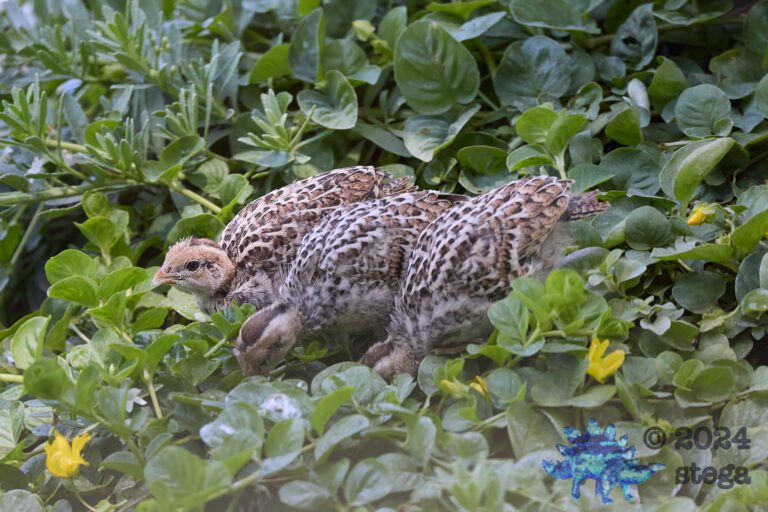 California Quail Week