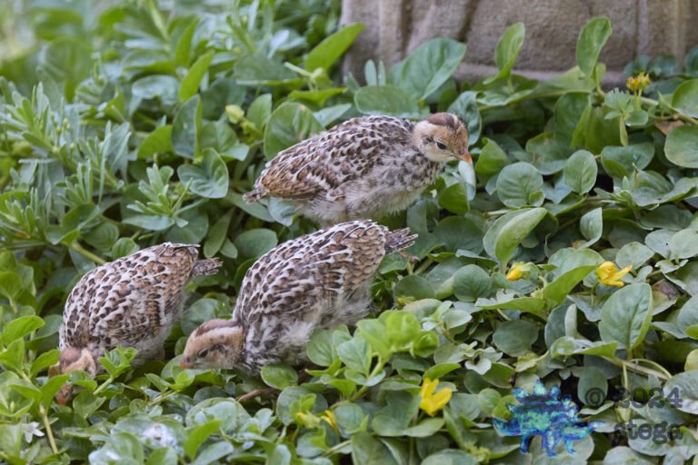 California Quail Week