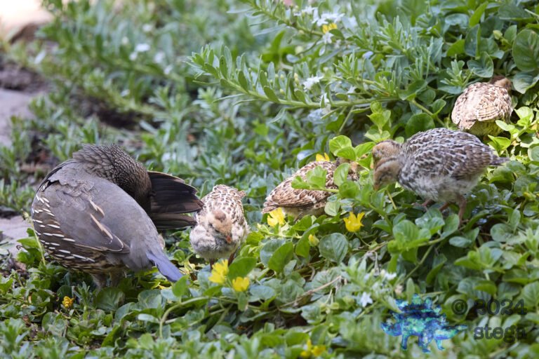 California Quail Week