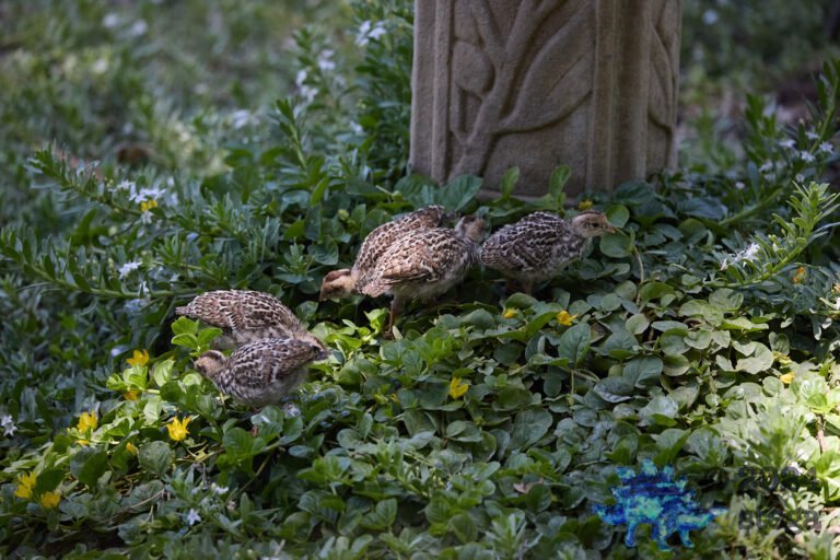 California Quail Week