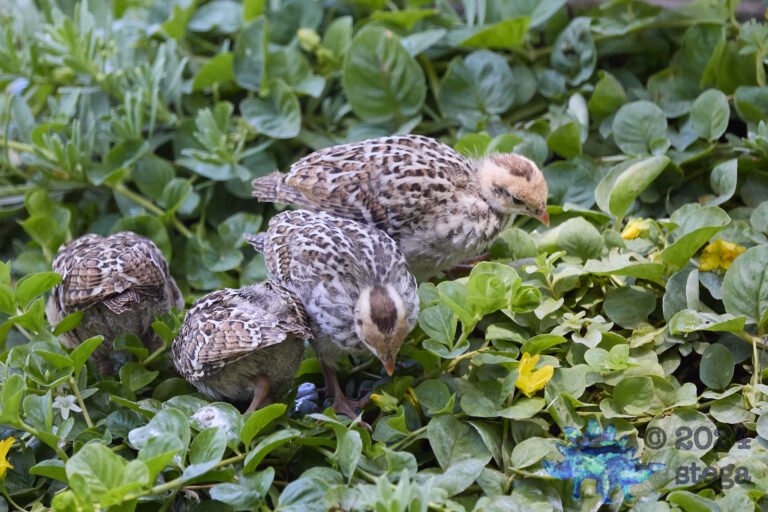 California Quail Week
