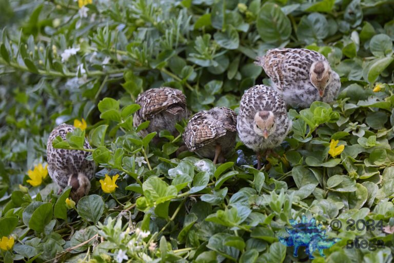 California Quail Week