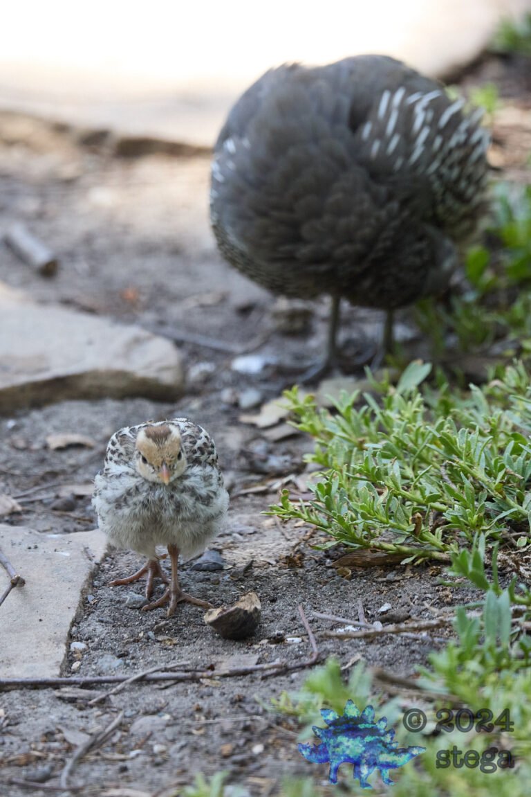 California Quail Week