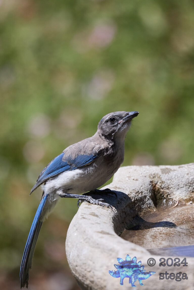 California Scrub Jay Week