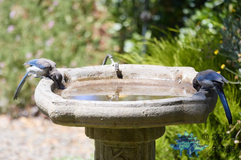 California Scrub Jay Week