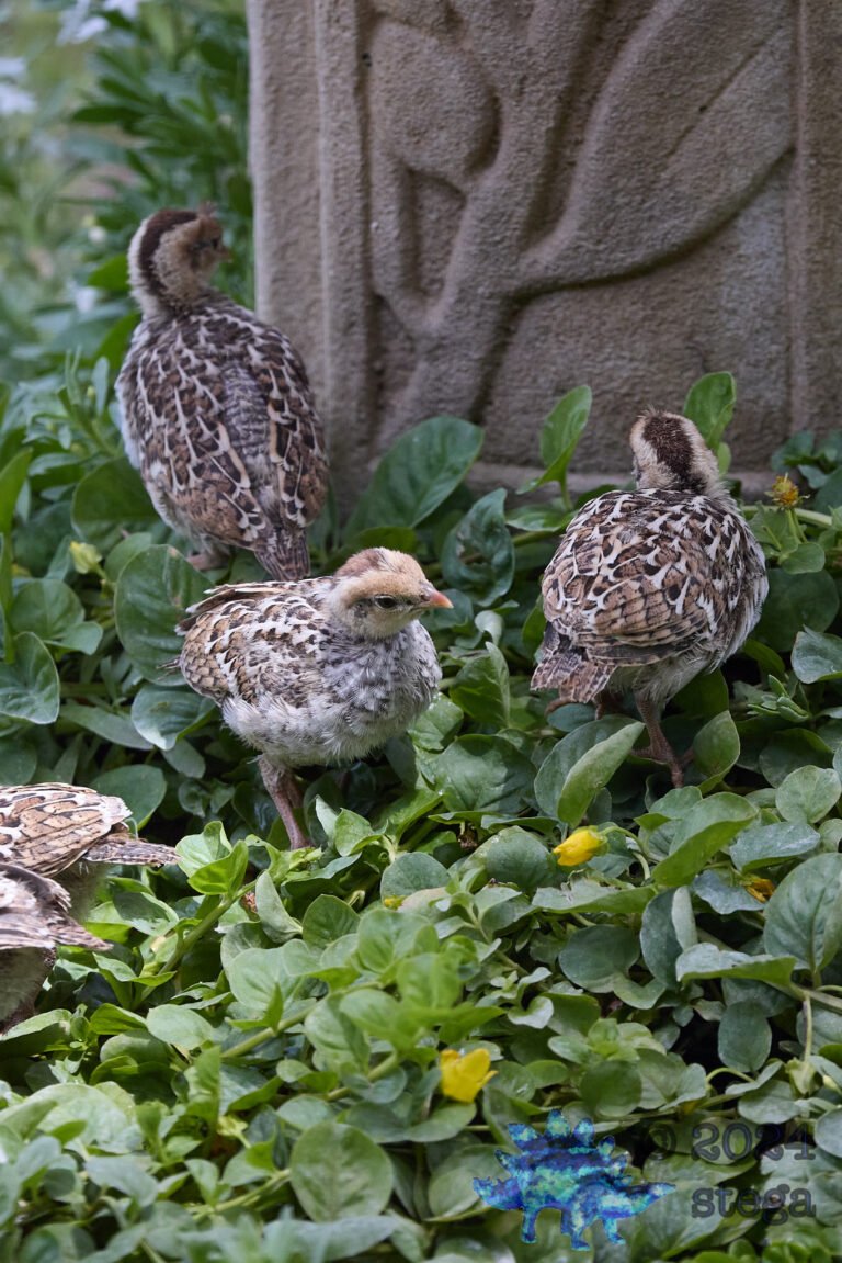 California Quail Week
