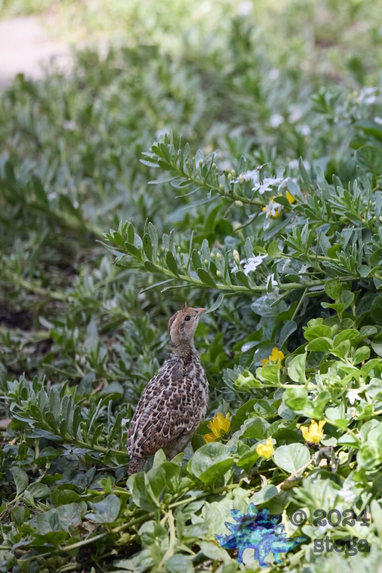 California Quail Week