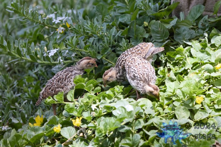 California Quail Week