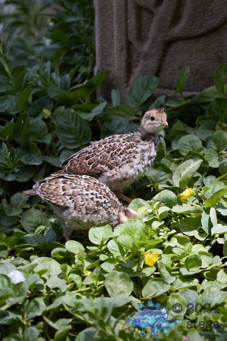 California Quail Week