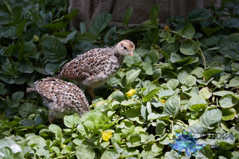 California Quail Week