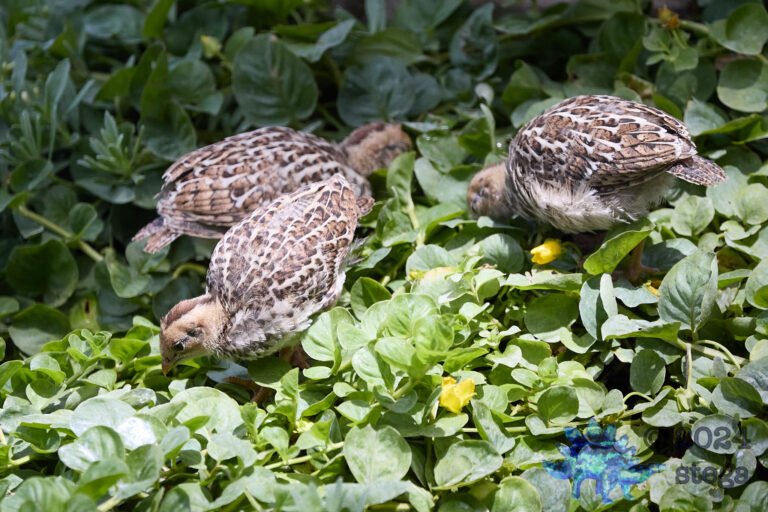California Quail Week