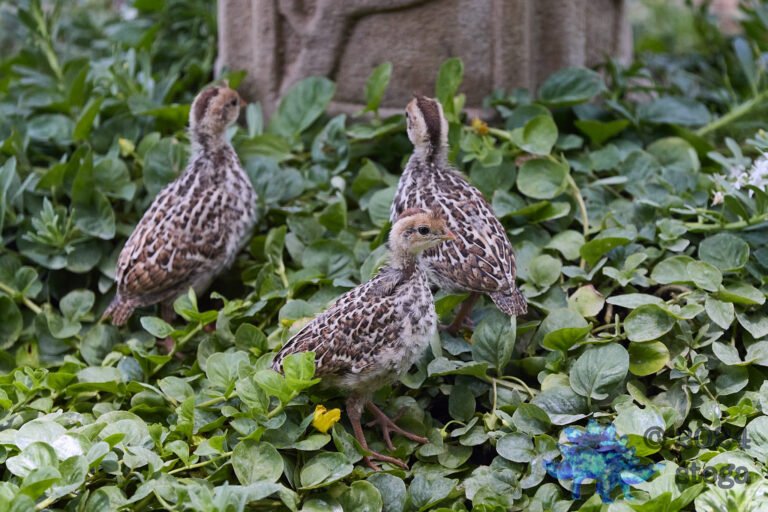 California Quail Week