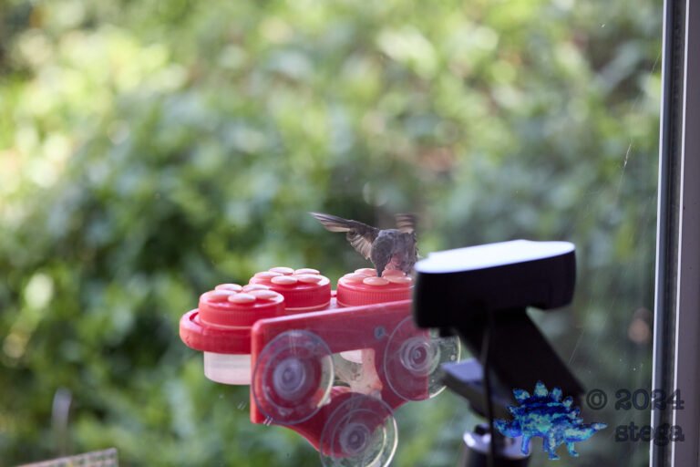 Anna’s Hummingbird