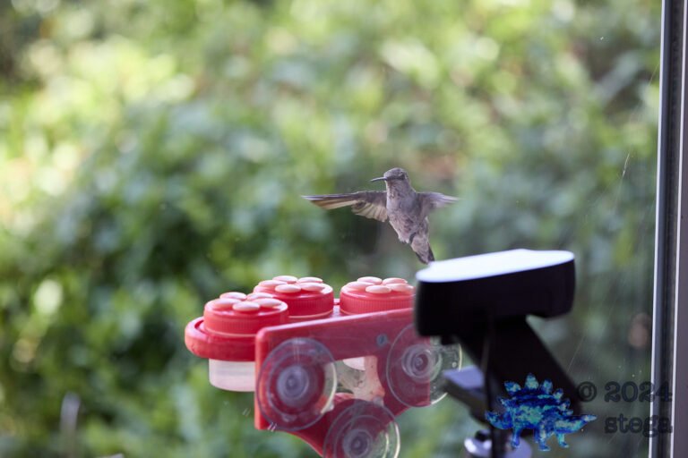 Anna’s Hummingbird