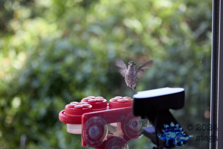 Anna’s Hummingbird