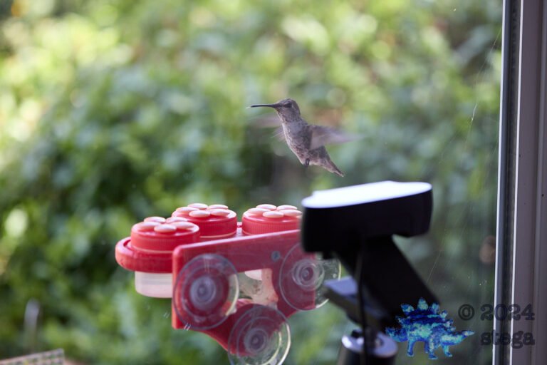 Anna’s Hummingbird