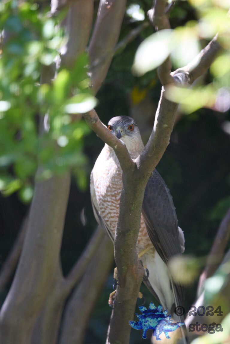 Cooper’s Hawk
