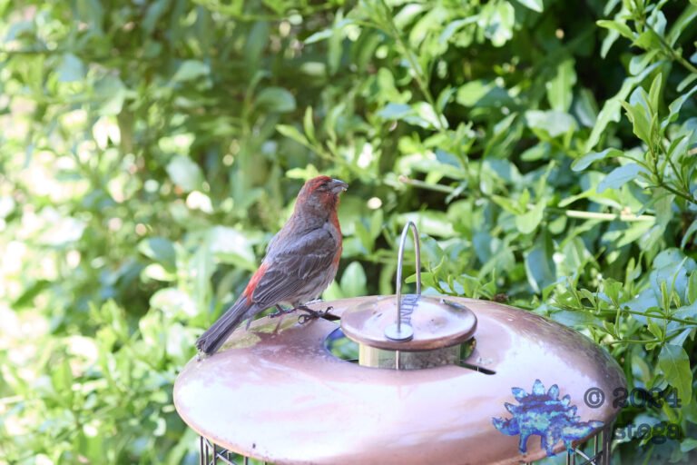 House Finch