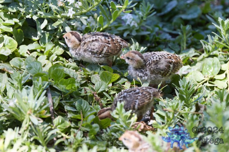 California Quail Week