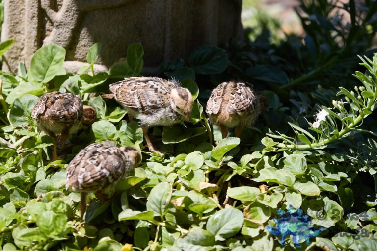 California Quail Week